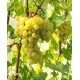 Саженец винограда "ФрумосоАлбе" Саженец винограда "ФрумосоАлбе"