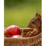 Саженец яблони "Эрли мак" Саженец яблони "Эрли мак"